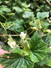 Begonia hirtella