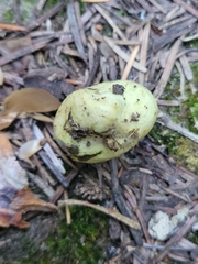 Truncocolumella citrina