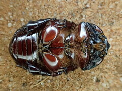Pimelopus porcellus