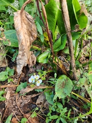 Sagittaria platyphylla