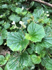 Begonia hirtella
