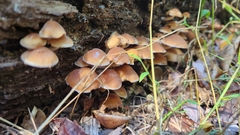 Psathyrella piluliformis