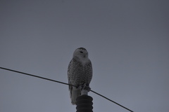 Bubo scandiacus