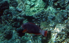 Chlorurus perspicillatus