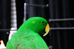 Eclectus roratus