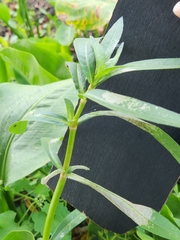 Alternanthera philoxeroides