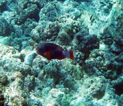 Chlorurus perspicillatus