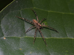 Acanthoctenus