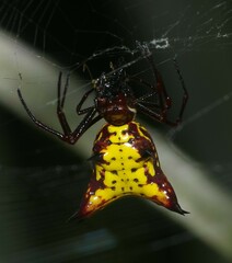 Micrathena fissispina
