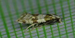 Aethes argentilimitana