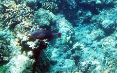 Chlorurus perspicillatus