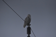 Bubo scandiacus