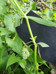 Alternanthera philoxeroides