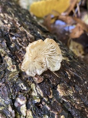 Lyophyllaceae