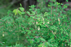 Lonicera kawakamii