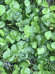 Hydrocotyle verticillata