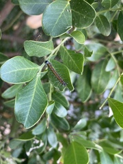 Uresiphita reversalis