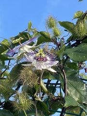 Passiflora ciliata