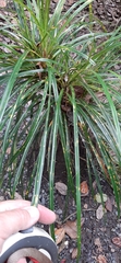 Freycinetia banksii