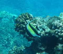 Zanclus cornutus