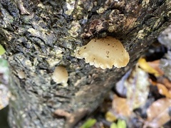 Lyophyllaceae