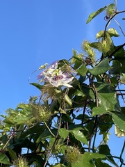 Passiflora ciliata