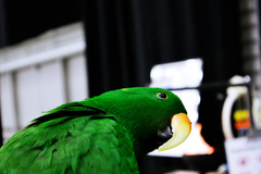 Eclectus roratus