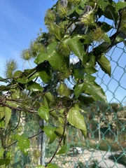 Passiflora ciliata