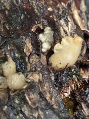 Lyophyllaceae