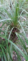 Freycinetia banksii