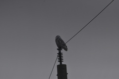 Bubo scandiacus