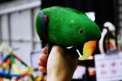 Eclectus roratus