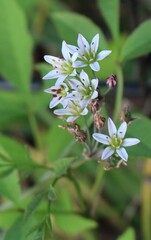 Nothoscordum gracile