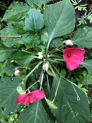 Impatiens walleriana