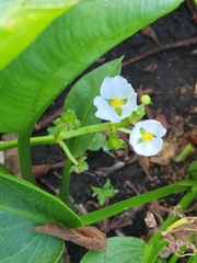 Sagittaria platyphylla