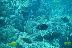 Acanthurus leucopareius