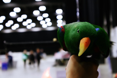 Eclectus roratus