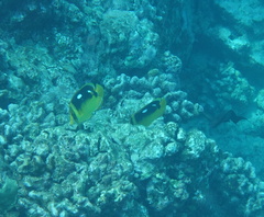 Chaetodon quadrimaculatus