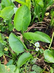 Sagittaria platyphylla