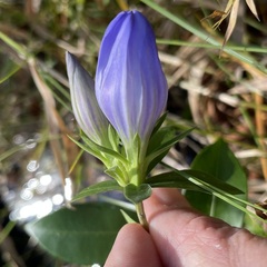 Gentiana catesbaei