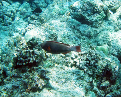 Chlorurus perspicillatus