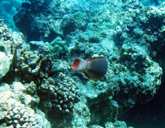 Chlorurus perspicillatus