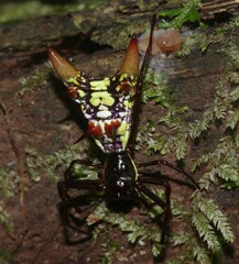 Micrathena