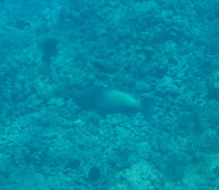 Scarus rubroviolaceus