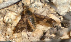 Poecilanthrax arethusa