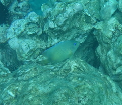 Plectroglyphidodon johnstonianus