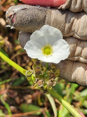 Echinodorus cordifolius