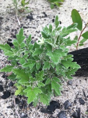Xanthosia pilosa
