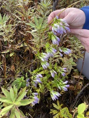 Gentianella quinquefolia