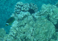 Chaetodon lunula